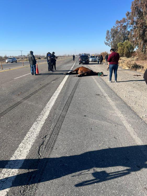 Sj muerte caballo ruta