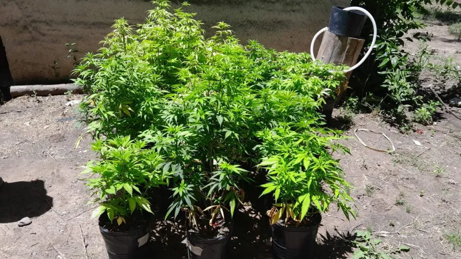 plantacion marihuana sl 4