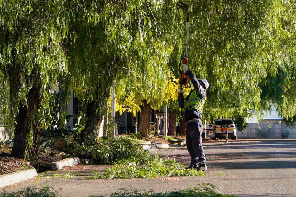 Las Heras,  temporada de poda
