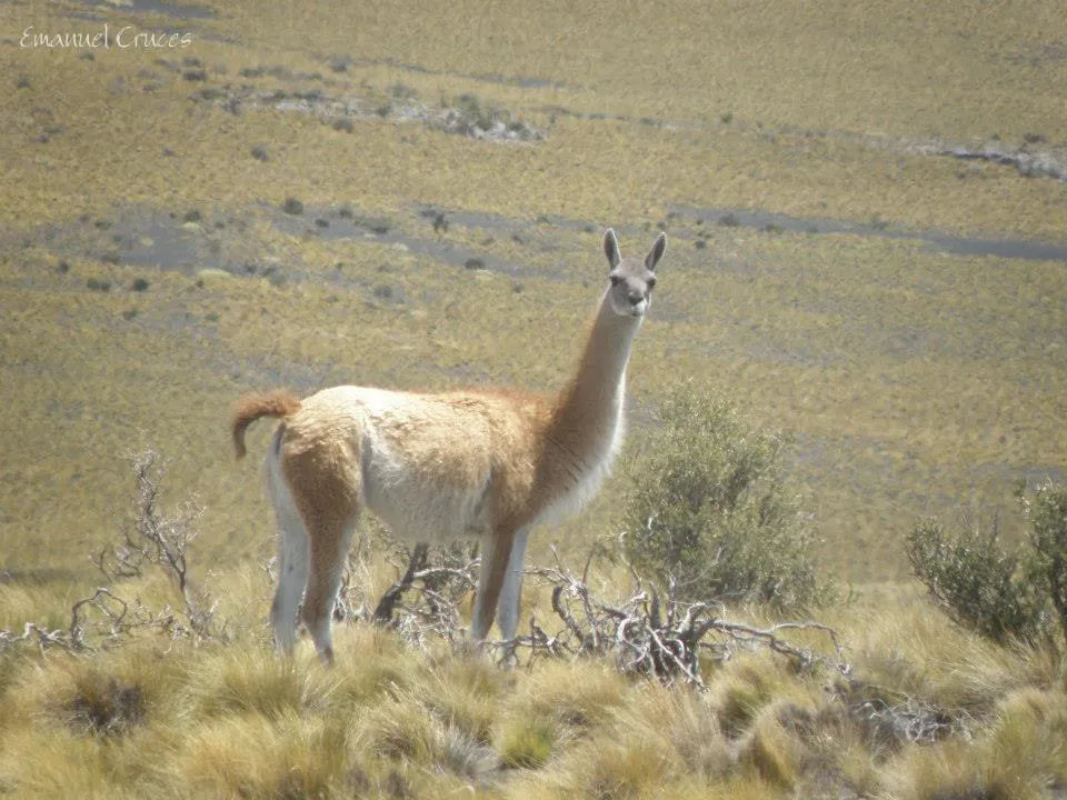 GUANACO-Lamas-guanicoe-en-La-Payunia