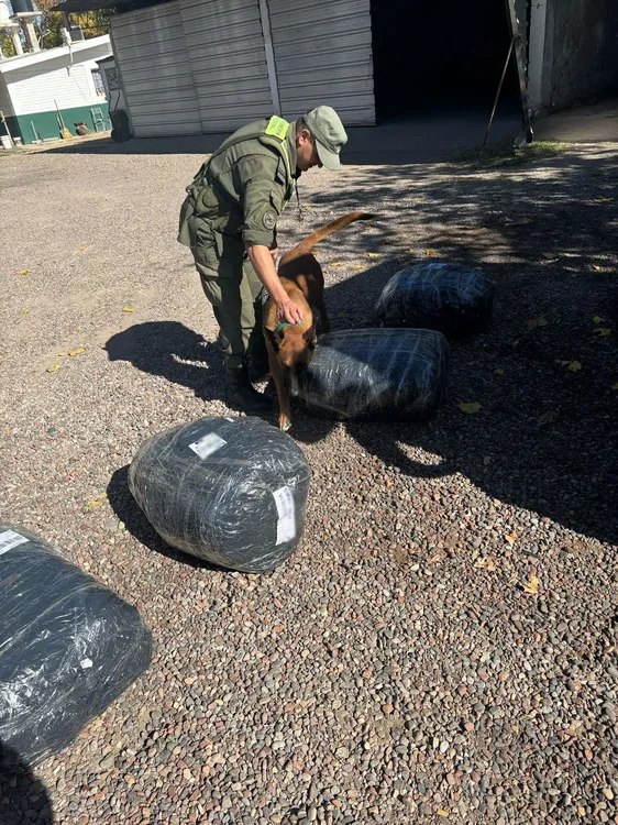 Mendoza secuestran 130 kilos de hojas de coca (2)