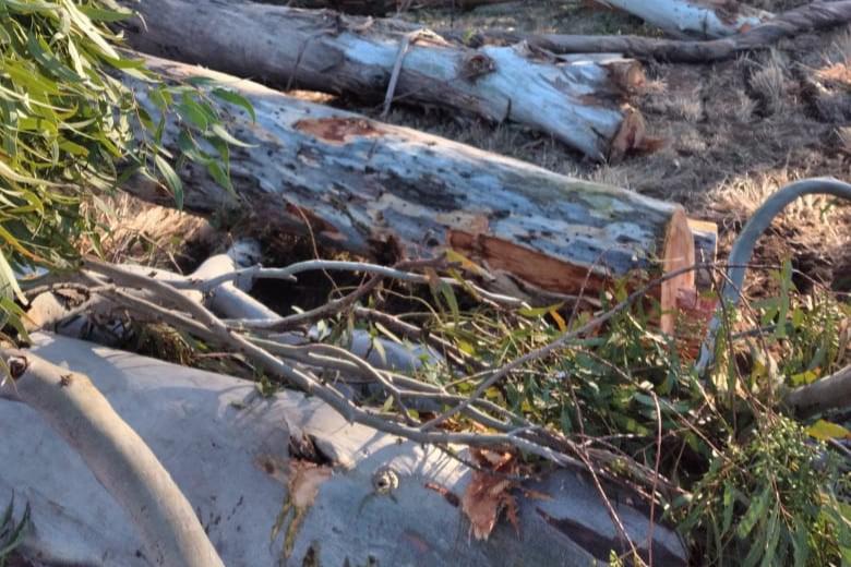 v mercedes carolinos