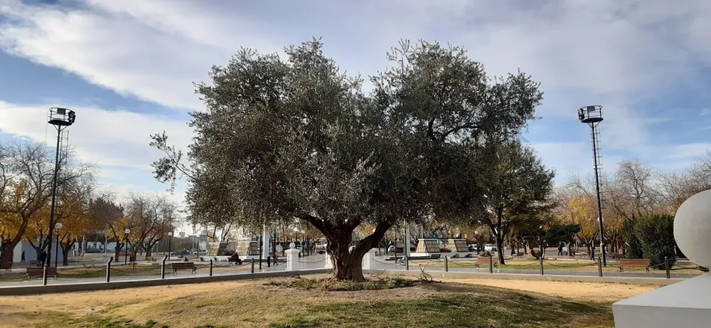 Olivo histórico San Martín