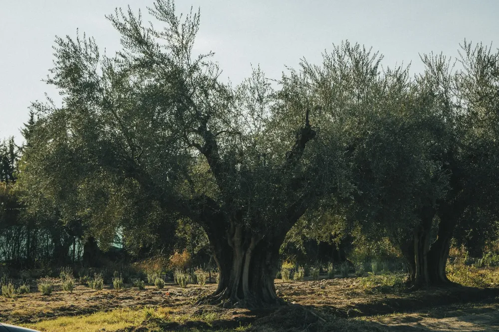 olivo