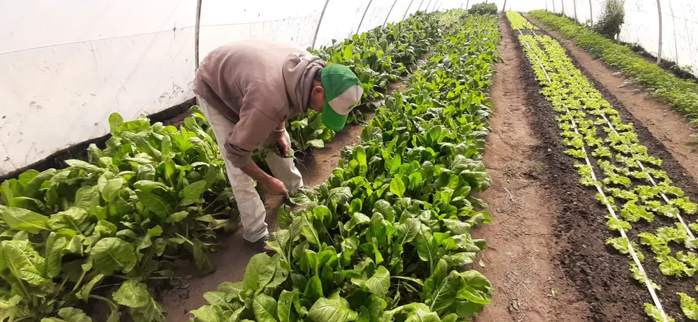 plantaciones_trabajadores_1