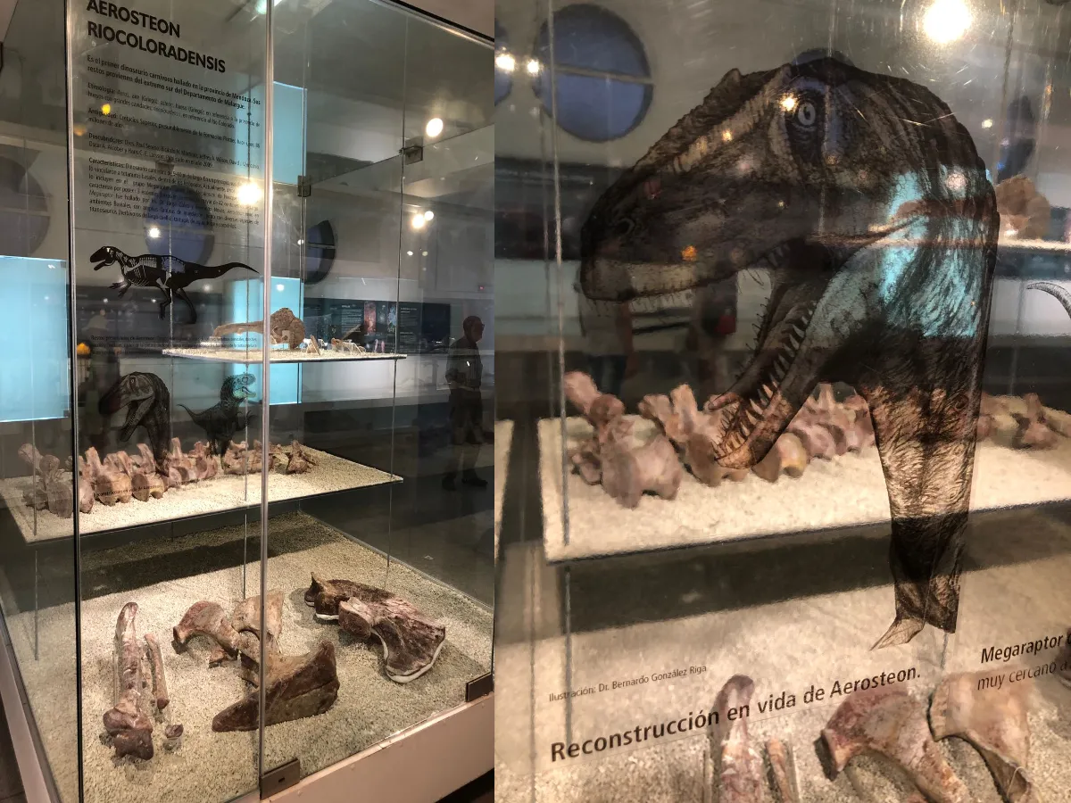 aerosteon riocolaradensis