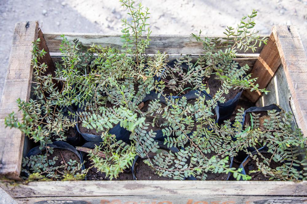 siembra semillas autoctonas 4