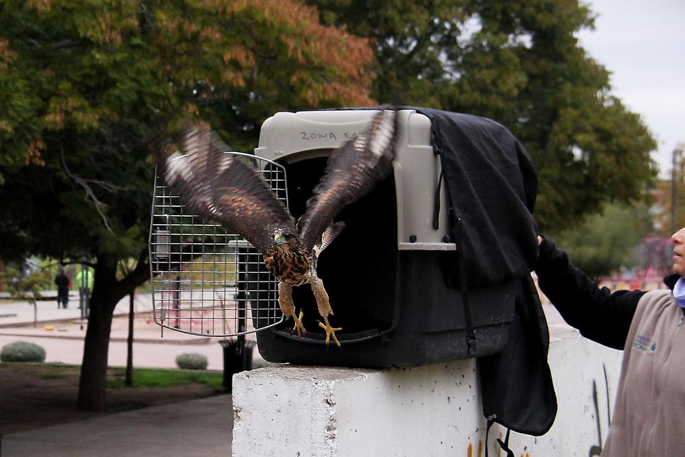 gavilanes liberacion (4)
