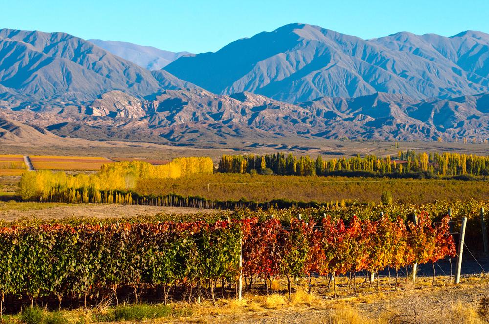 Viñedos otoño