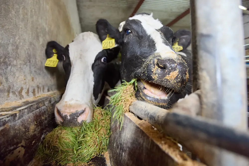 Las Heras, forraje hipodrómico