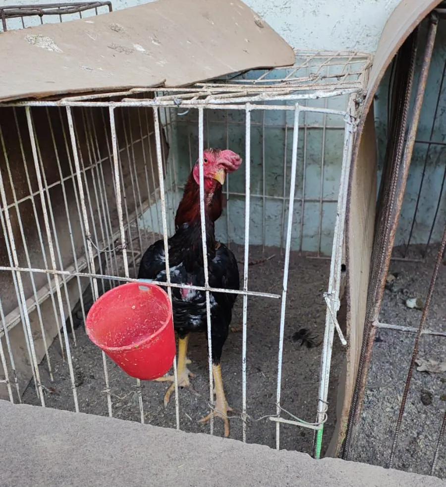 gallos riña caucete