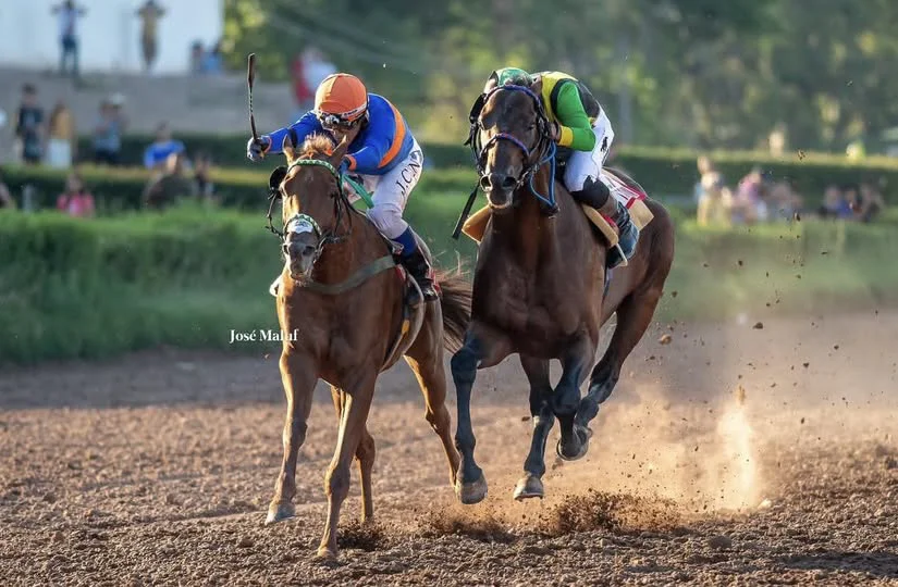 Turf, Clásico Vendimia, Endo Verde