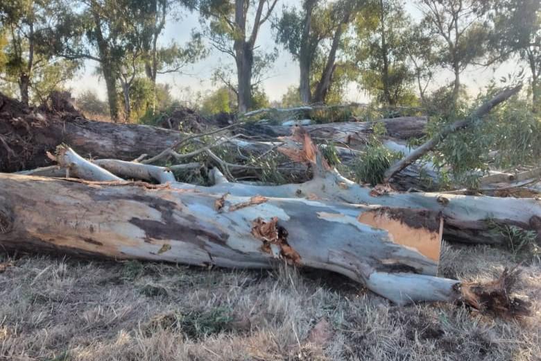 v mercedes carolinos 8