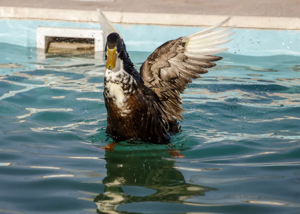 Pato Juan Maipú 5
