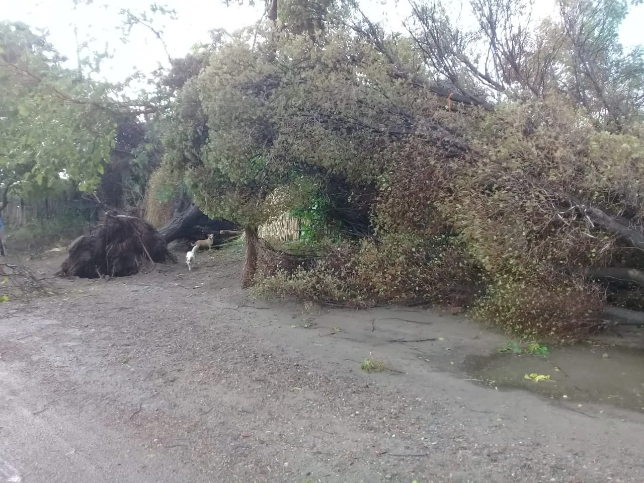 WhatsApp Image 2025-01-23 at 9.49.15 PM (2)