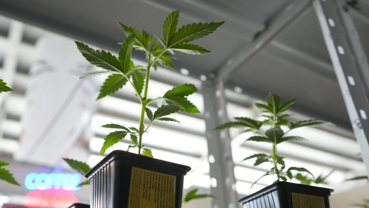 cannabis