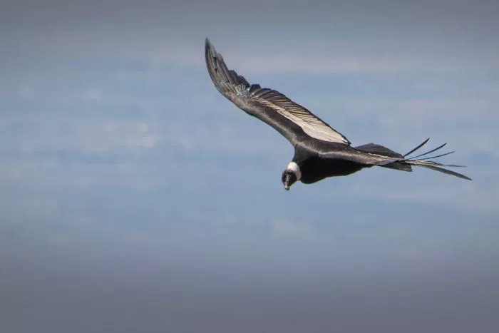 Condor-Andino-700x467