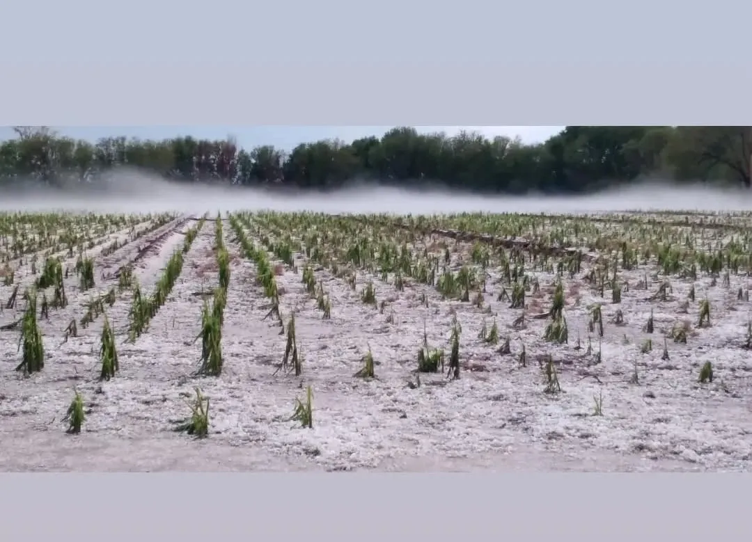 WhatsApp Image 2024-12-23 at 22.56.01