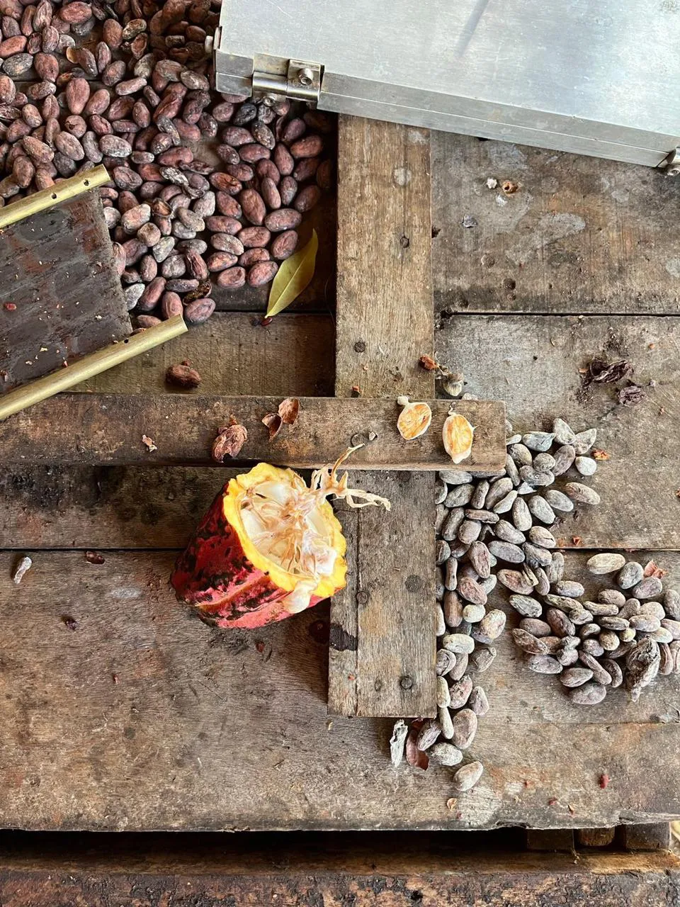 Cacao-Trace_LAM 3