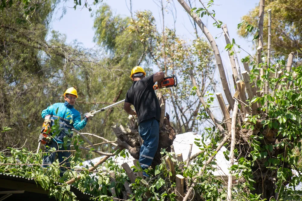 ramas caídas capital