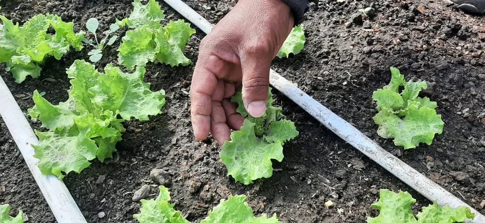 hoja_lechuga_primerplano
