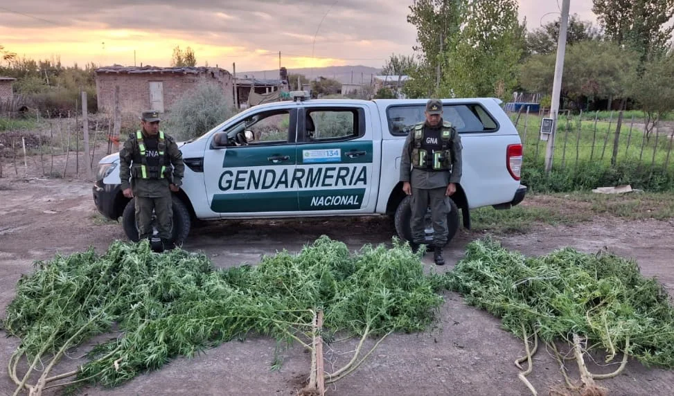Plantas de marihuana en Mendoza 1