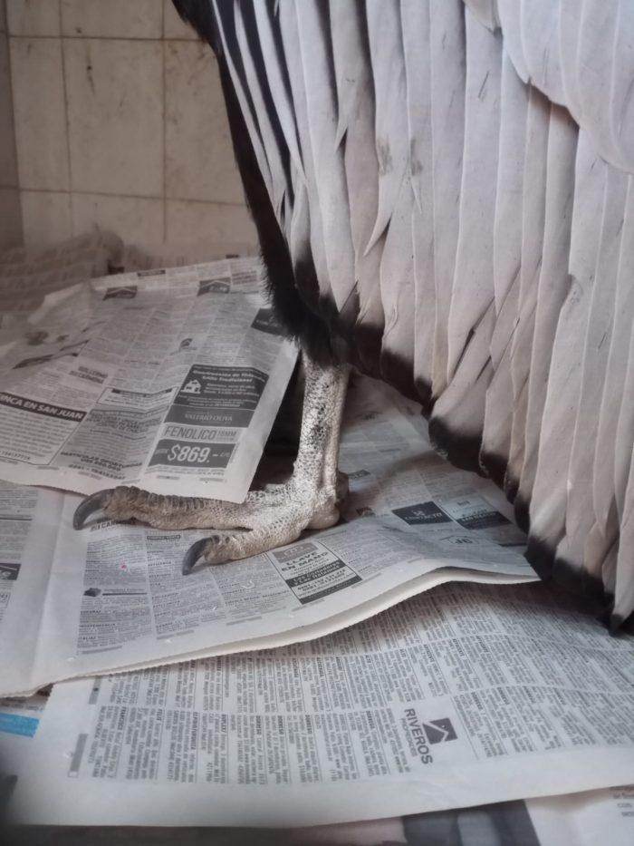 condor hembra intoxicada sr 2