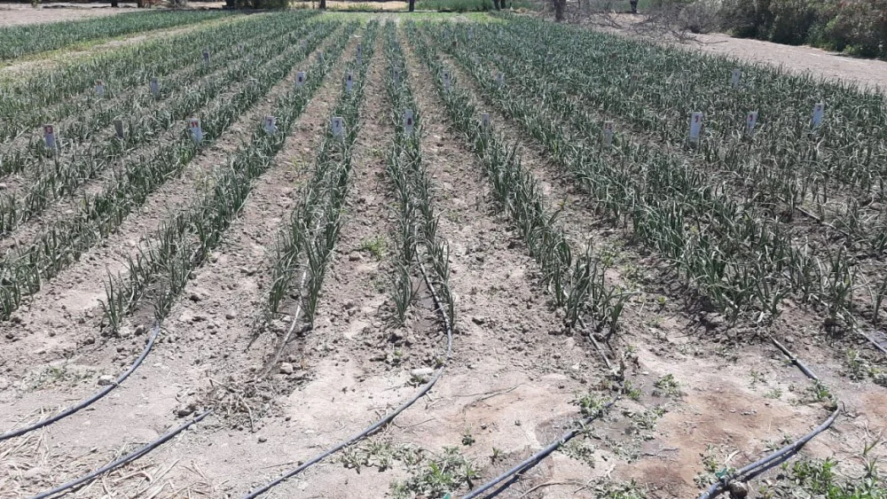 24fab757bae3aa233b2d9bf5b25f2a87_XL