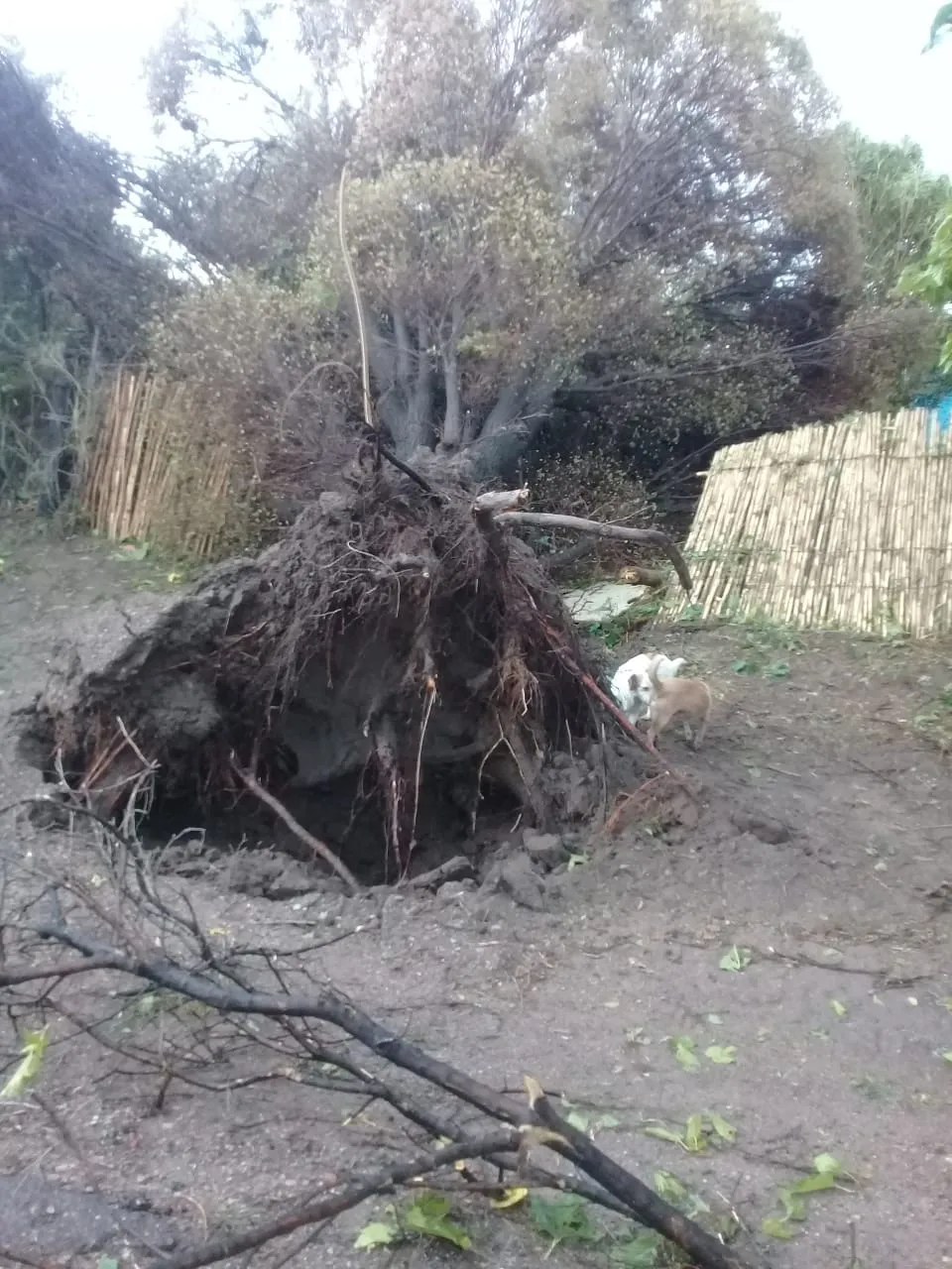 WhatsApp Image 2025-01-23 at 9.49.15 PM (1)