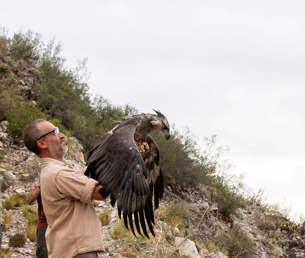 aguila coronada liberada SJ 2025