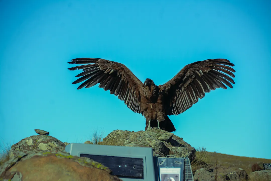 Condor-6