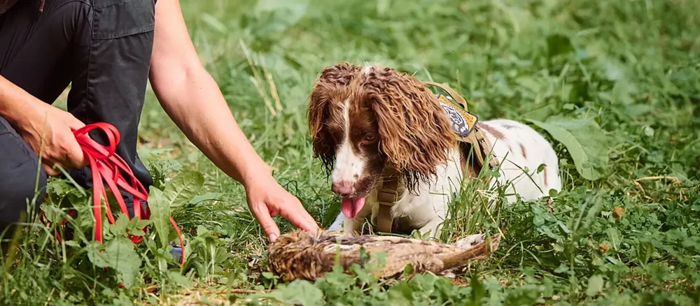 perros de conservacion