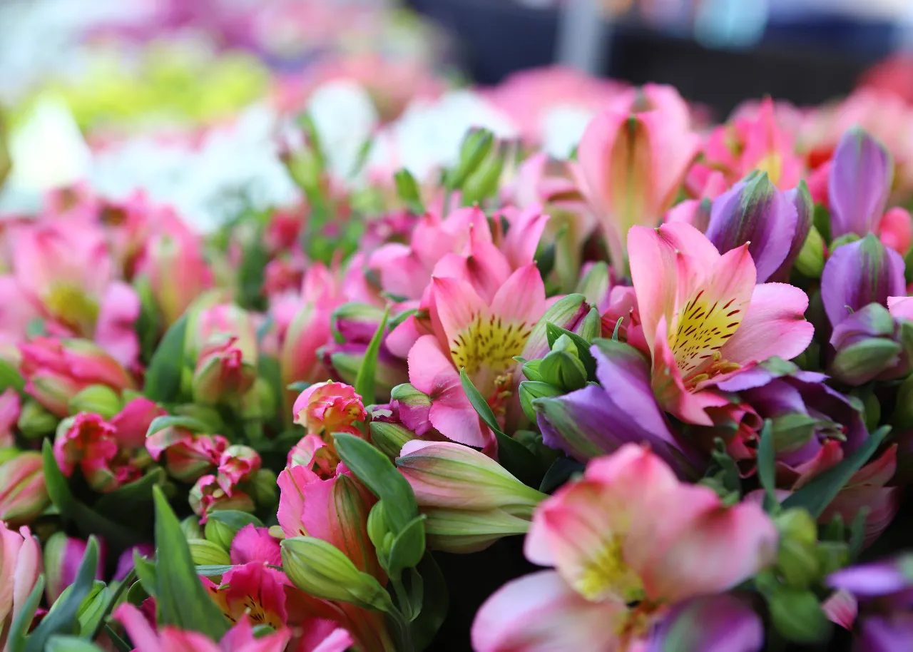 Maipú Mercado de Flores 4
