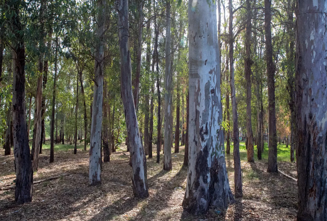 Bosque Eucaliptus 5