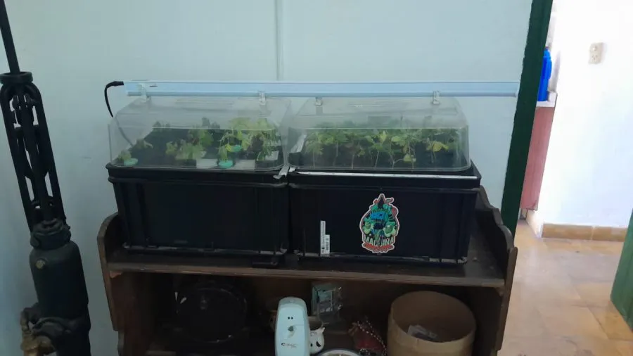 plantacion marihuana sl7