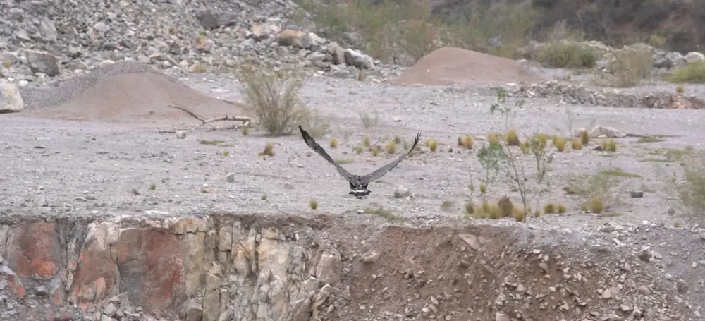 aguila coronada liberada SJ 2025