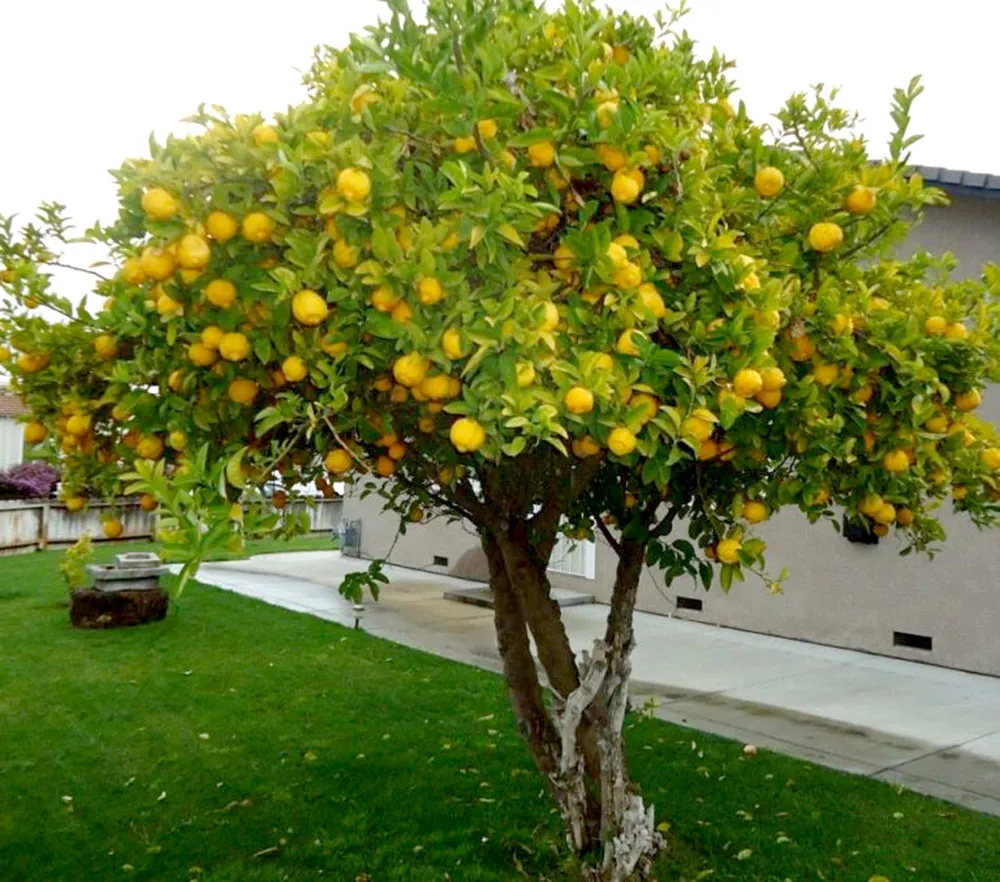limon