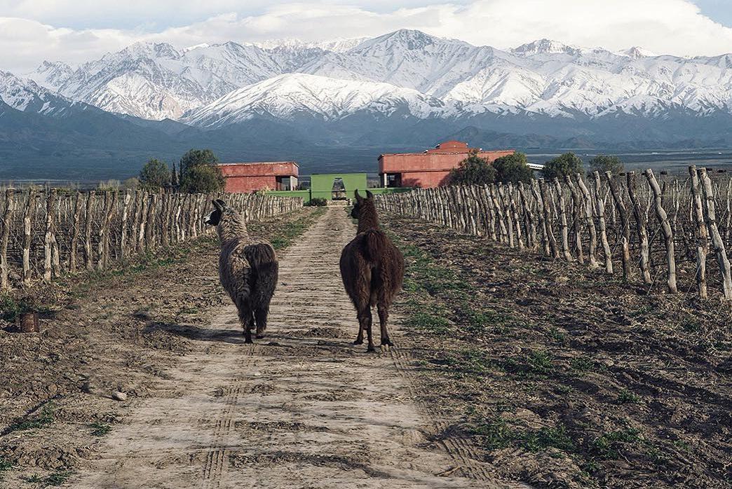 Viñedos orgánicos, en armonía con el medioambiente