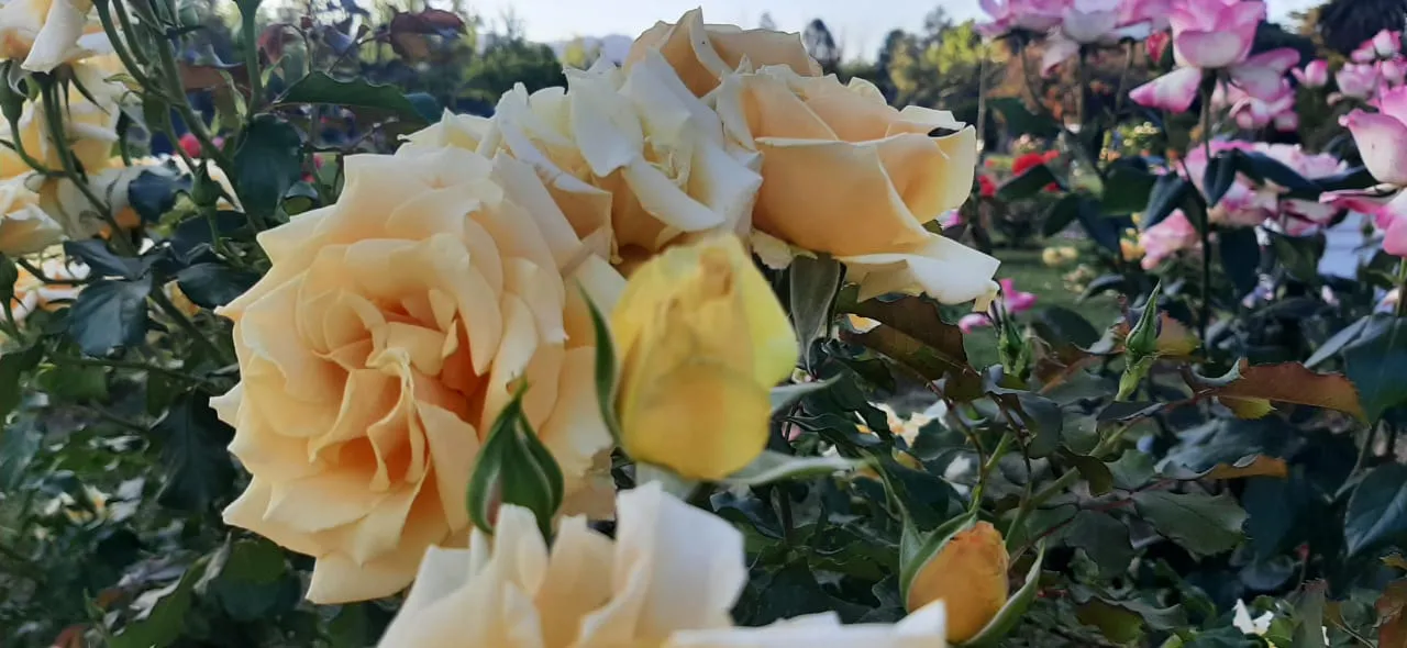 WhatsApp Image 2023-10-27 at 23.36.25 (2)