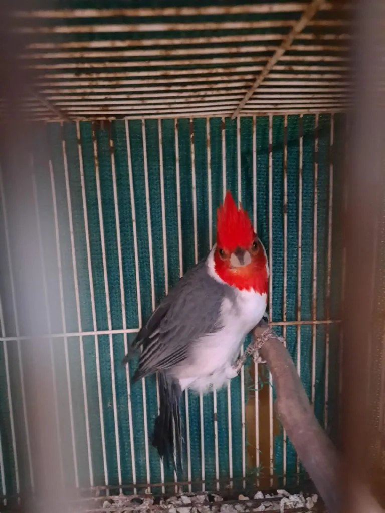 copete rojo