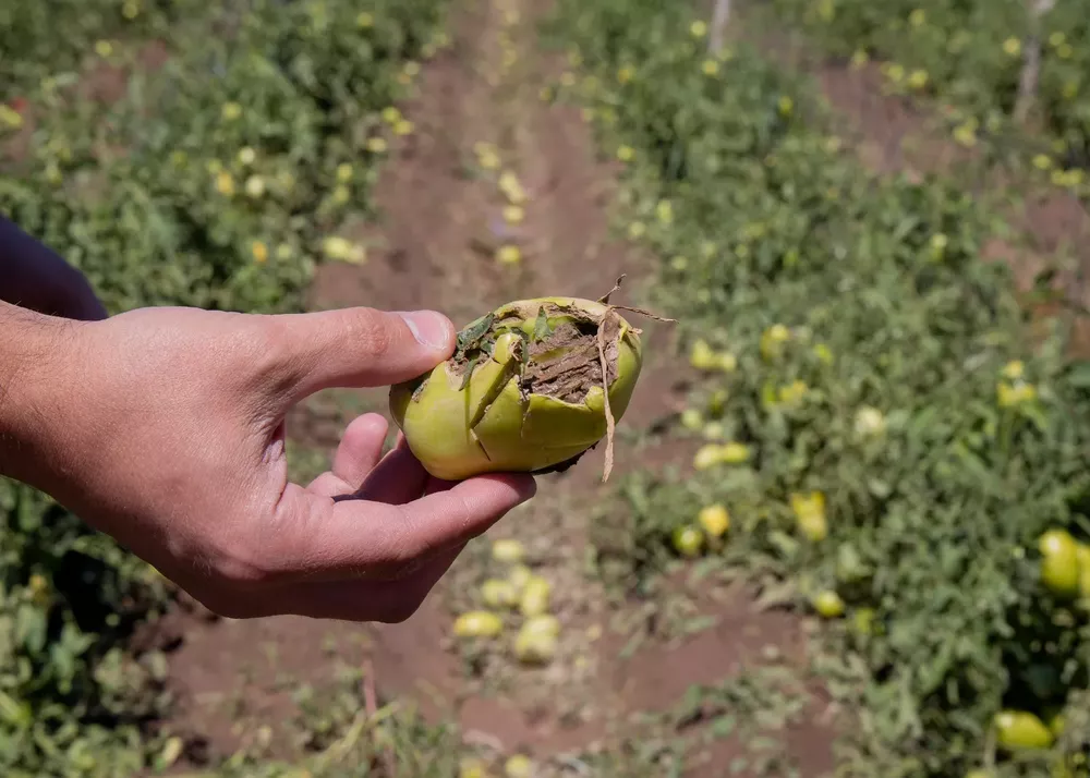 granizo daños maipú