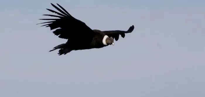 Condor-Payunia-Ambiente-Mza-e1668430680630-700x332