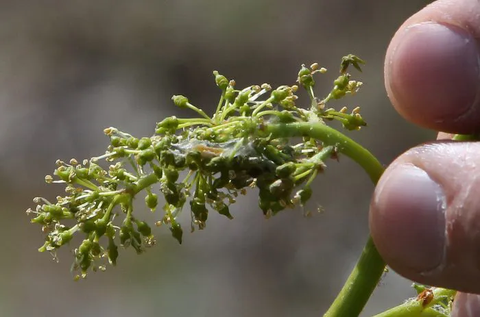Gusano-de-la-Lobesia-01-700x463