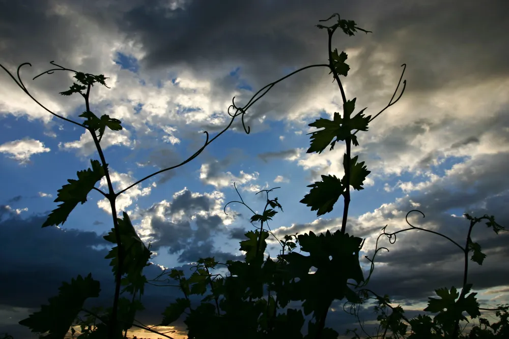 Wines Of Argentina - Foro SustentaVitis (1)