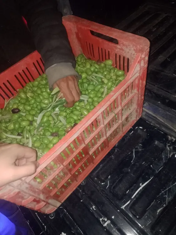 robo de aceitunas