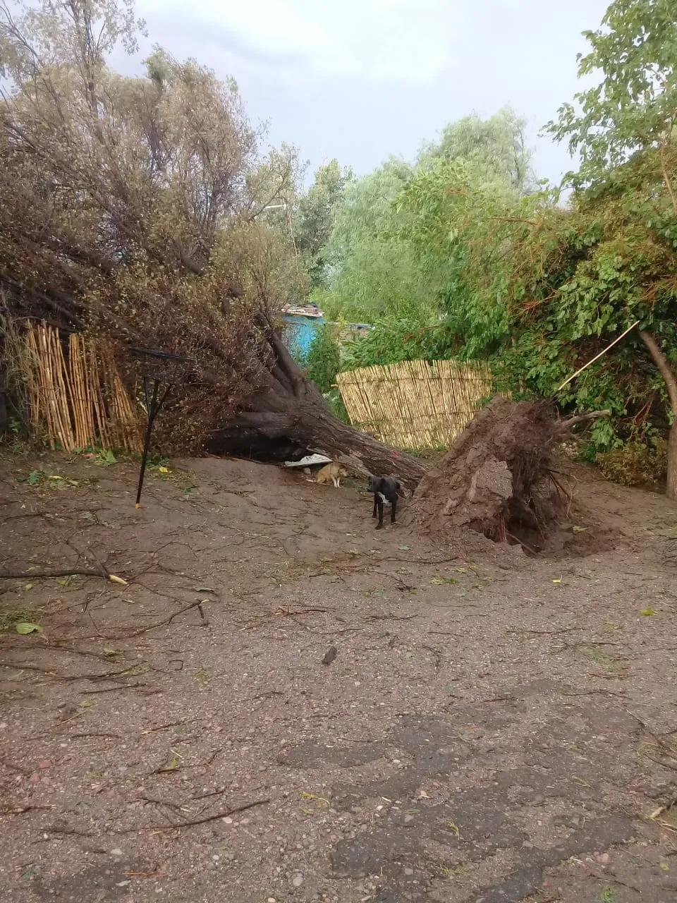 WhatsApp Image 2025-01-23 at 9.49.16 PM (1)