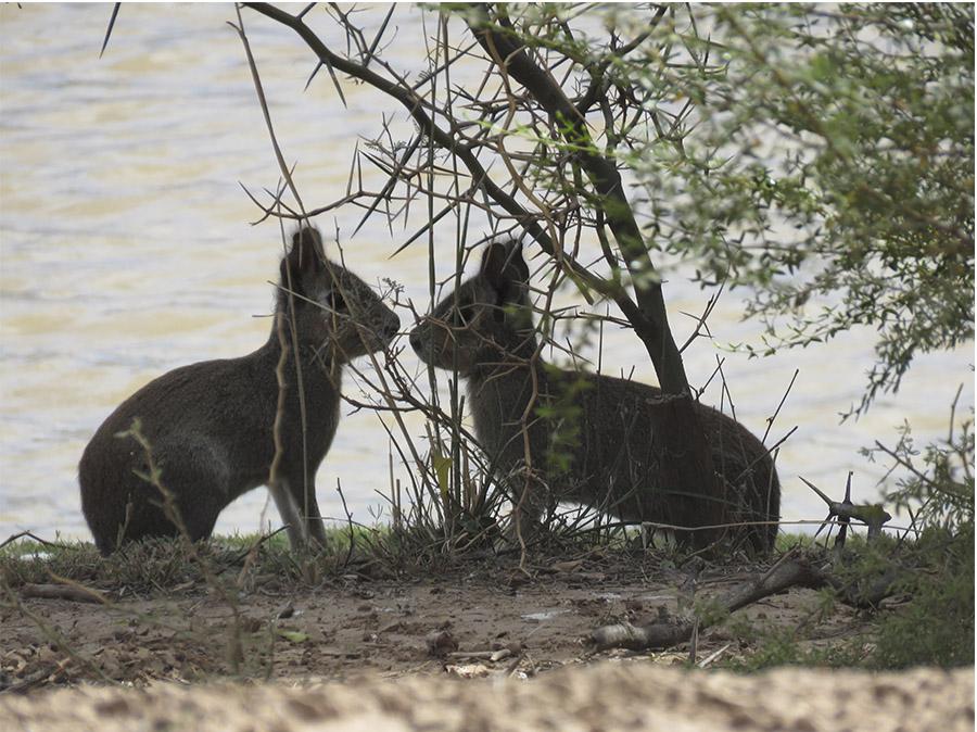 SAN LUIS - LA SIEMPRE VIVA - CHIPISCU