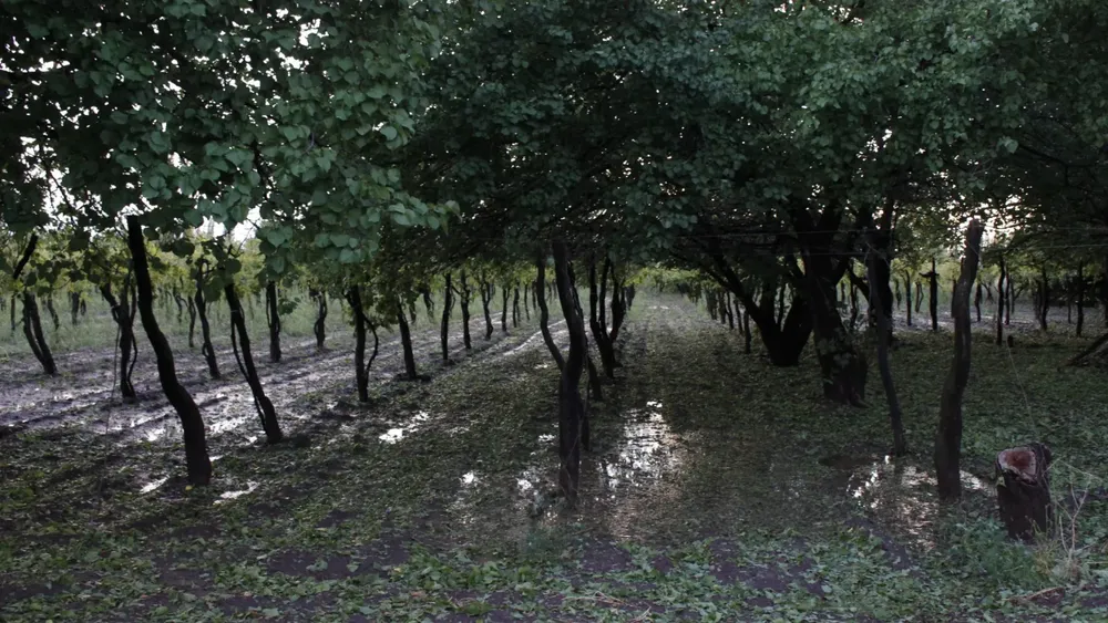 granizo san rafael 2024