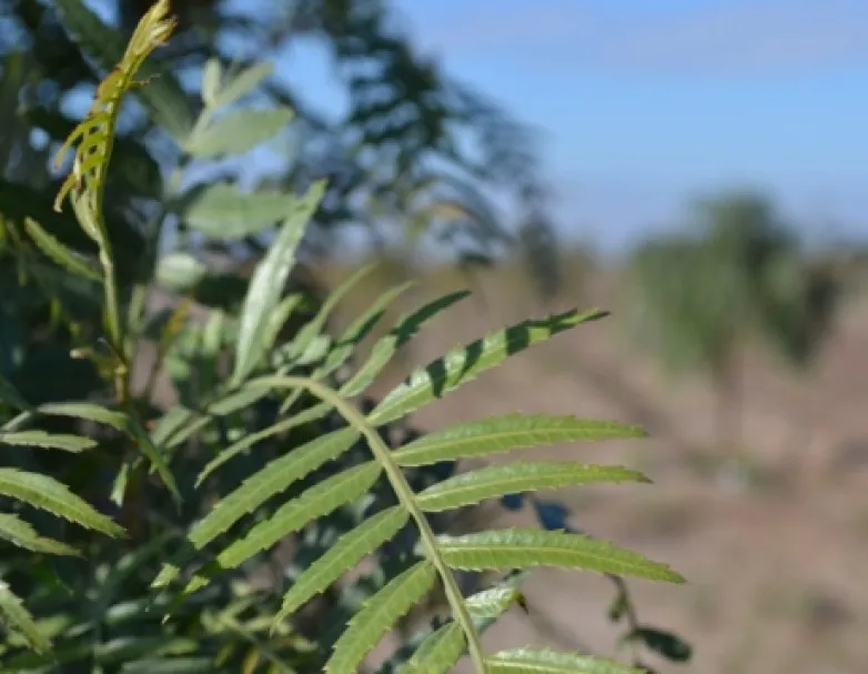 especies nativas fortales San Juan