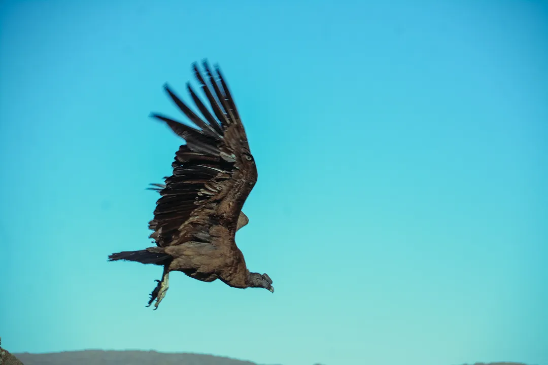 Condor-3